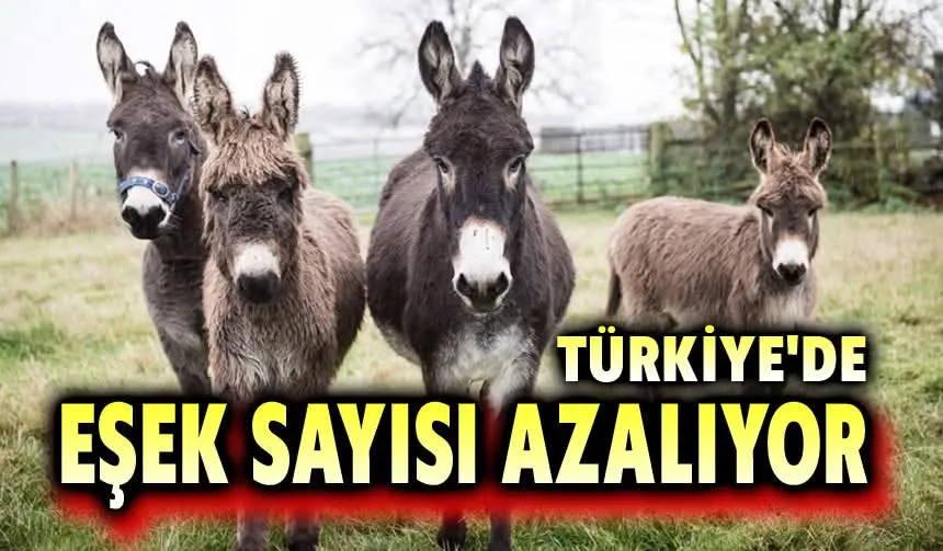 EŞEK SAYISI DÜŞÜYOR!